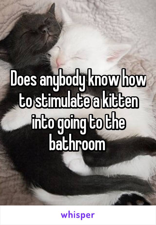 Does anybody know how to stimulate a kitten into going to the bathroom 