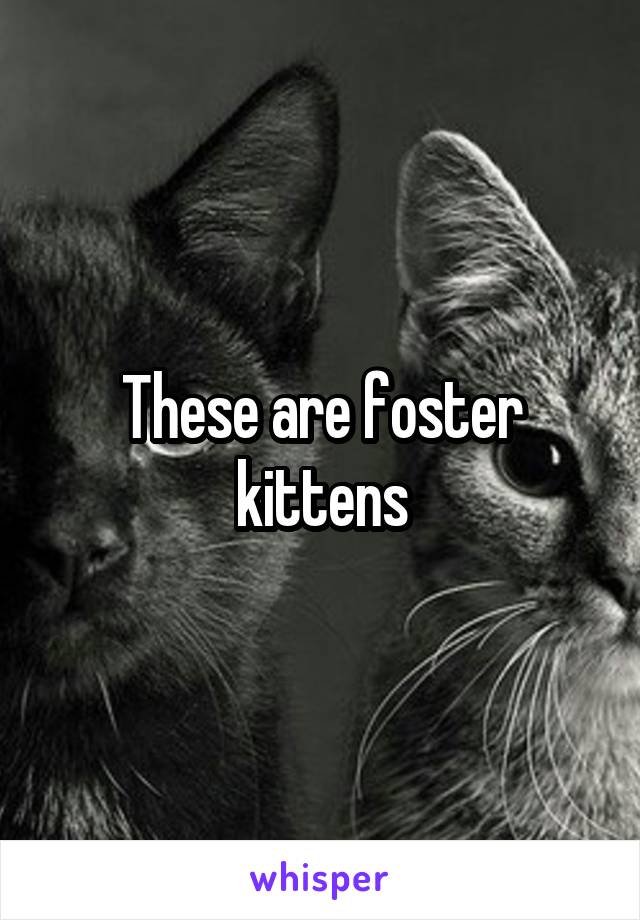 These are foster kittens