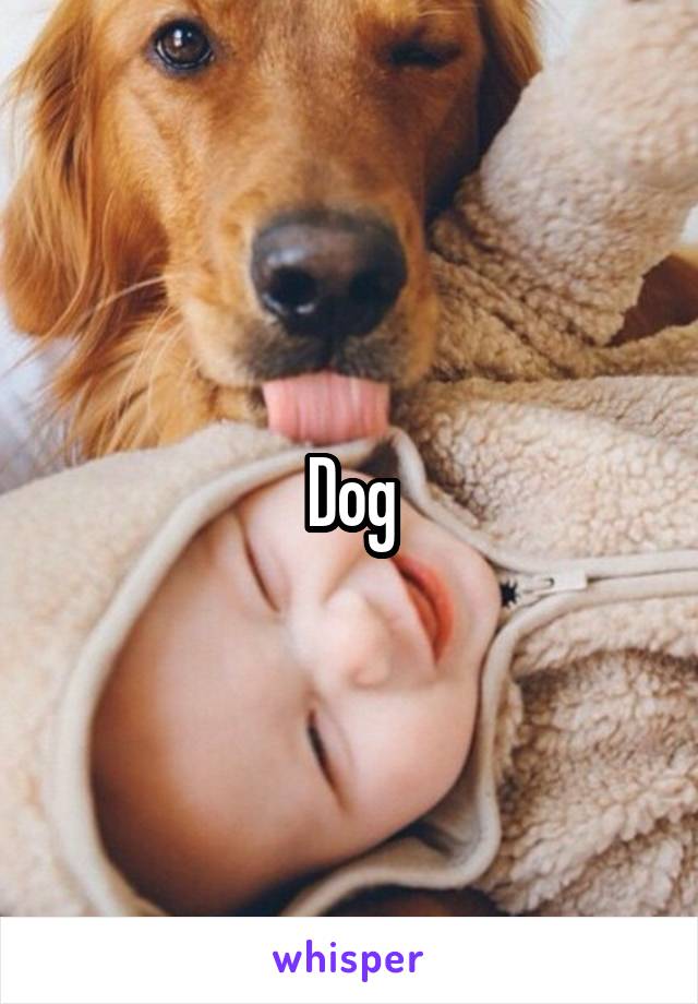 Dog