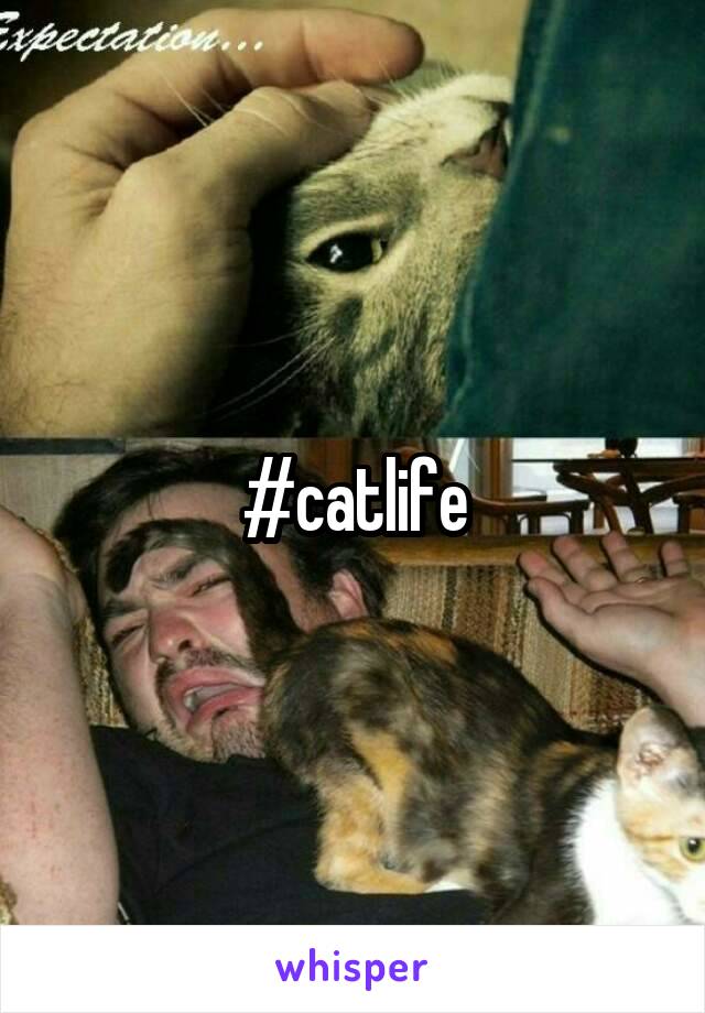 #catlife