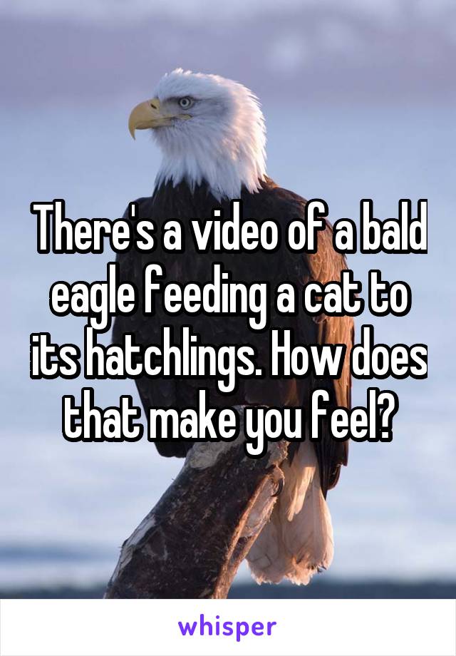 There's a video of a bald eagle feeding a cat to its hatchlings. How does that make you feel?