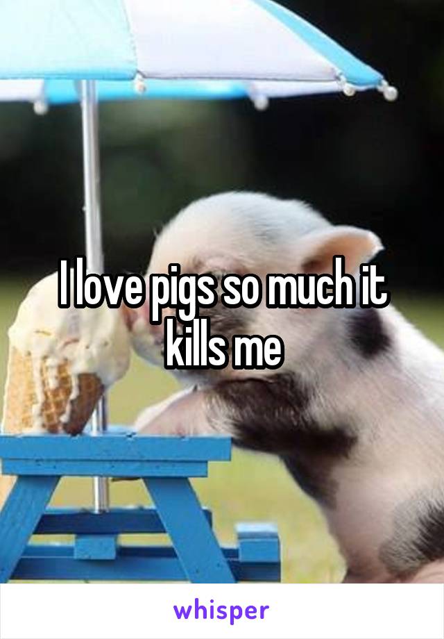 I love pigs so much it kills me