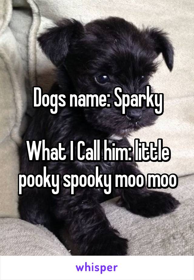 Dogs name: Sparky

What I Call him: little pooky spooky moo moo