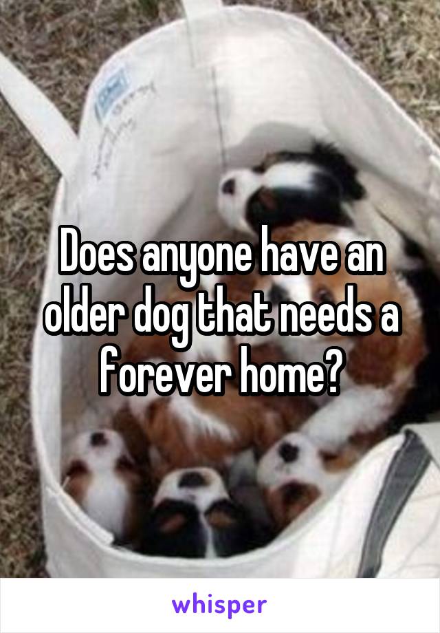 Does anyone have an older dog that needs a forever home?