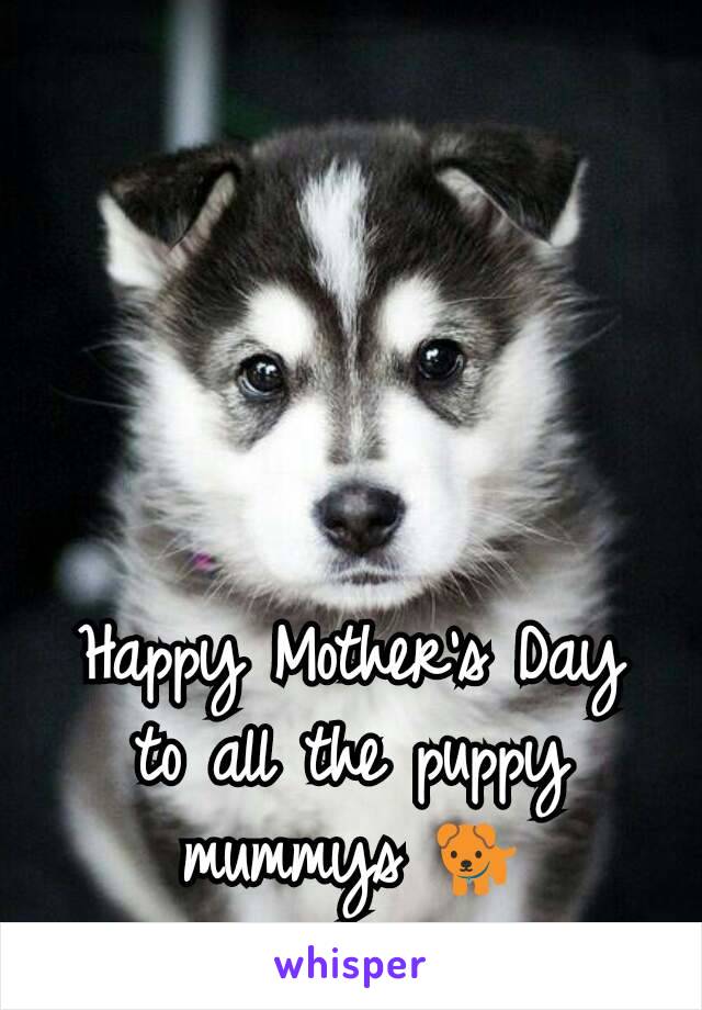 Happy Mother's Day to all the puppy mummys 🐕