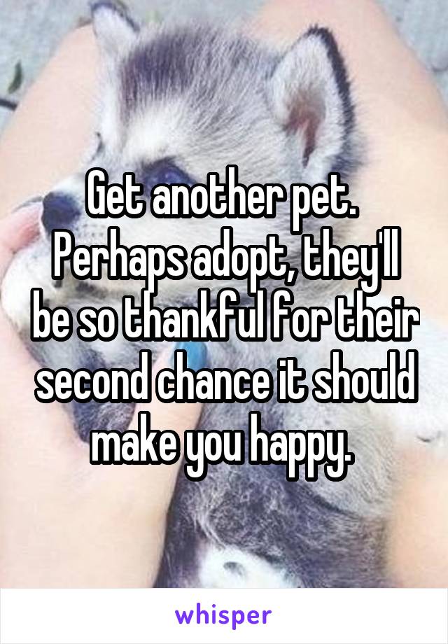 Get another pet.  Perhaps adopt, they'll be so thankful for their second chance it should make you happy. 