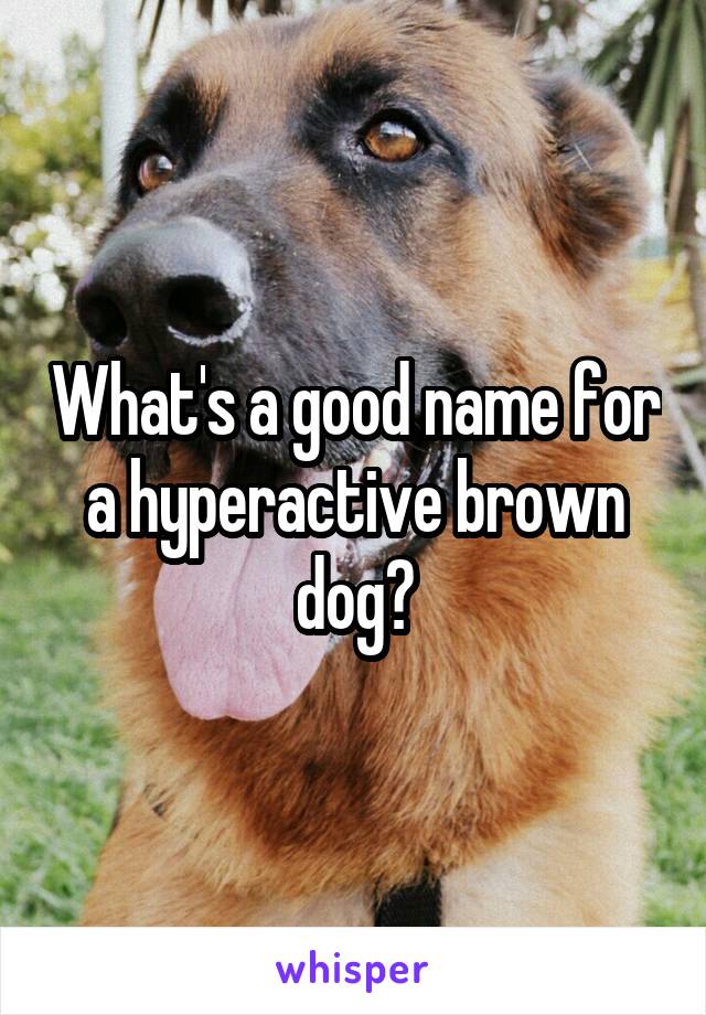 What's a good name for a hyperactive brown dog?