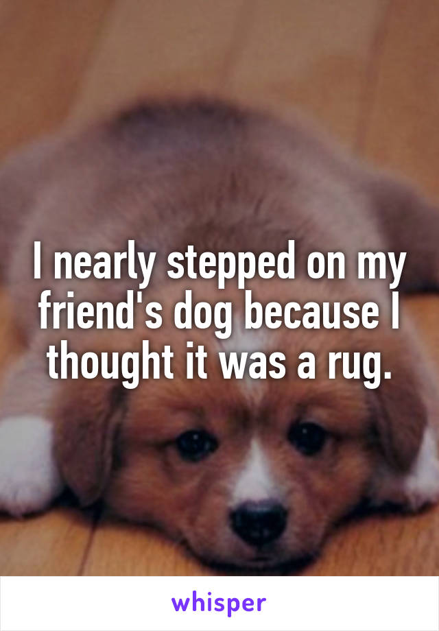 I nearly stepped on my friend's dog because I thought it was a rug.