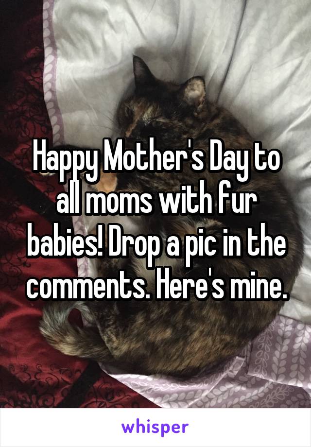 Happy Mother's Day to all moms with fur babies! Drop a pic in the comments. Here's mine.