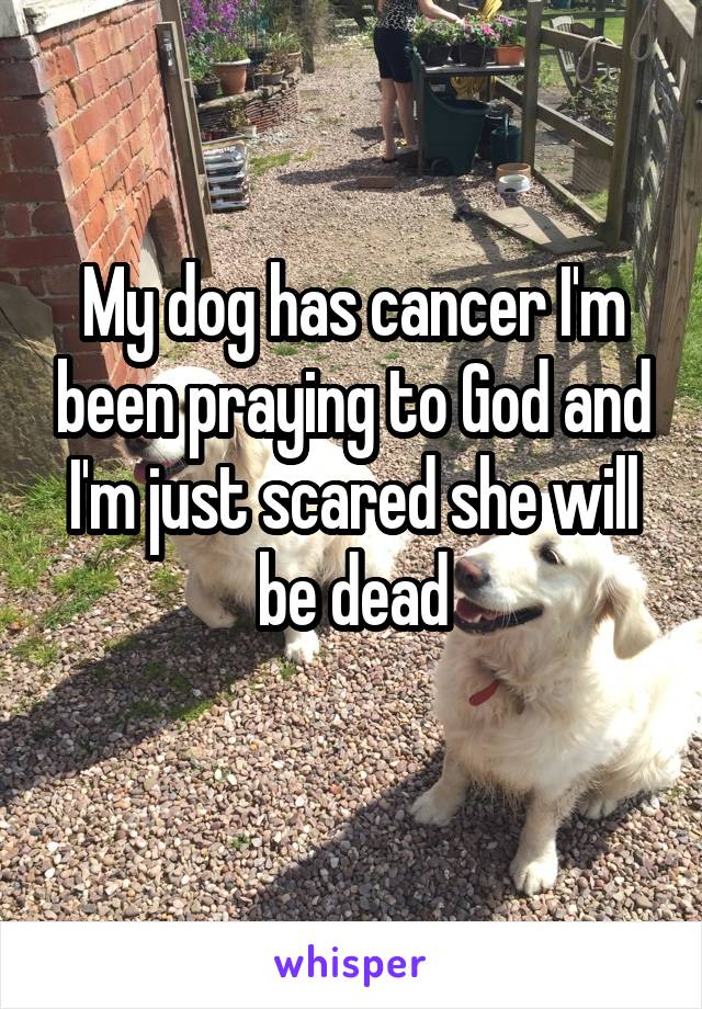 My dog has cancer I'm been praying to God and I'm just scared she will be dead
