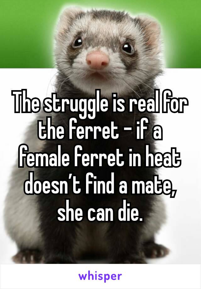 The struggle is real for the ferret – if a female ferret in heat doesn’t find a mate, she can die.

