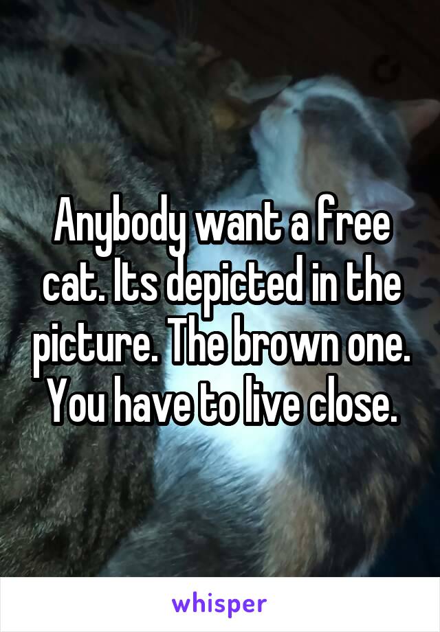 Anybody want a free cat. Its depicted in the picture. The brown one.
You have to live close.