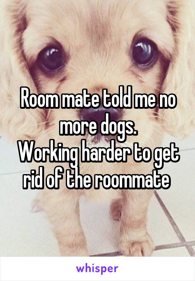 Room mate told me no more dogs.
Working harder to get rid of the roommate 