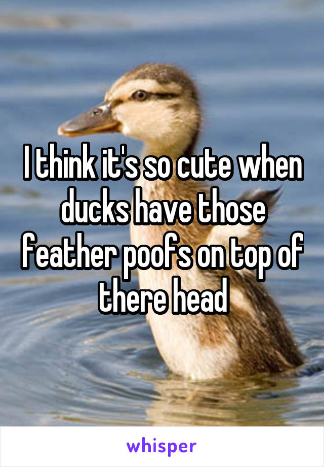 I think it's so cute when ducks have those feather poofs on top of there head
