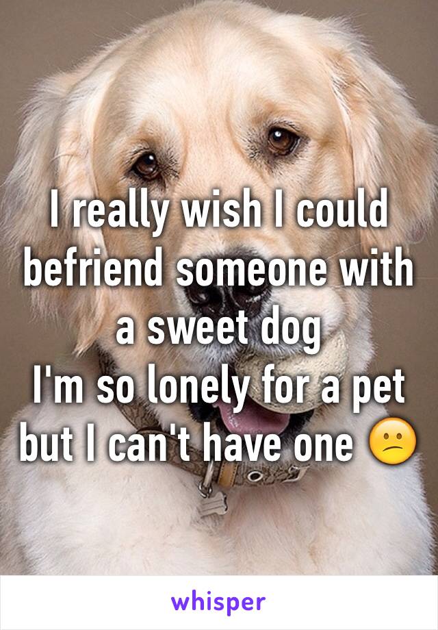 I really wish I could befriend someone with a sweet dog
I'm so lonely for a pet but I can't have one 😕