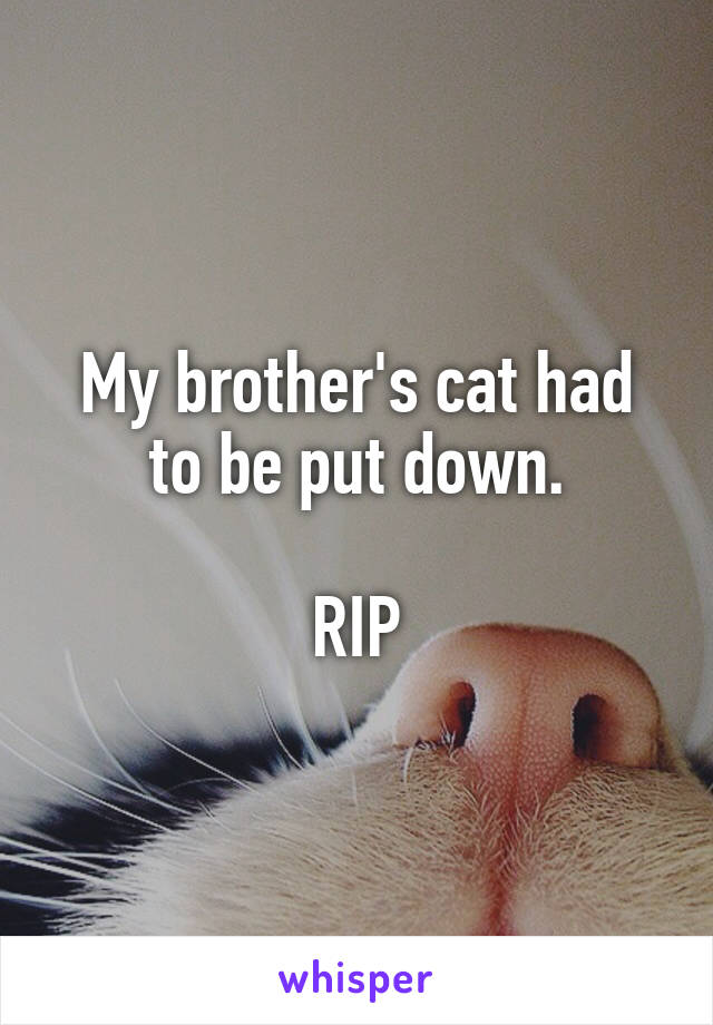 My brother's cat had to be put down.

RIP