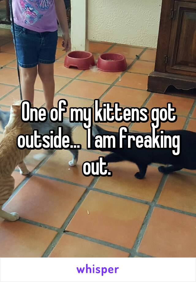 One of my kittens got outside...  I am freaking out. 