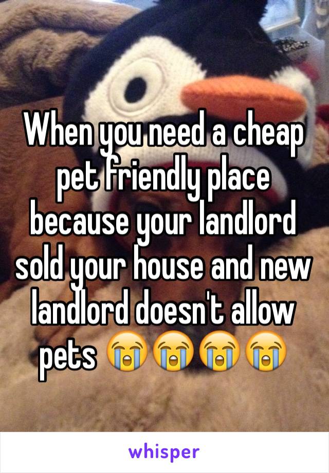 When you need a cheap pet friendly place because your landlord sold your house and new landlord doesn't allow pets 😭😭😭😭