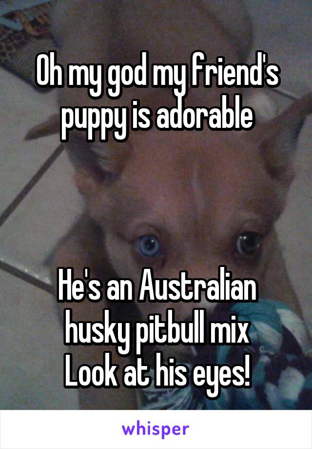 Oh my god my friend's puppy is adorable



He's an Australian husky pitbull mix
Look at his eyes!