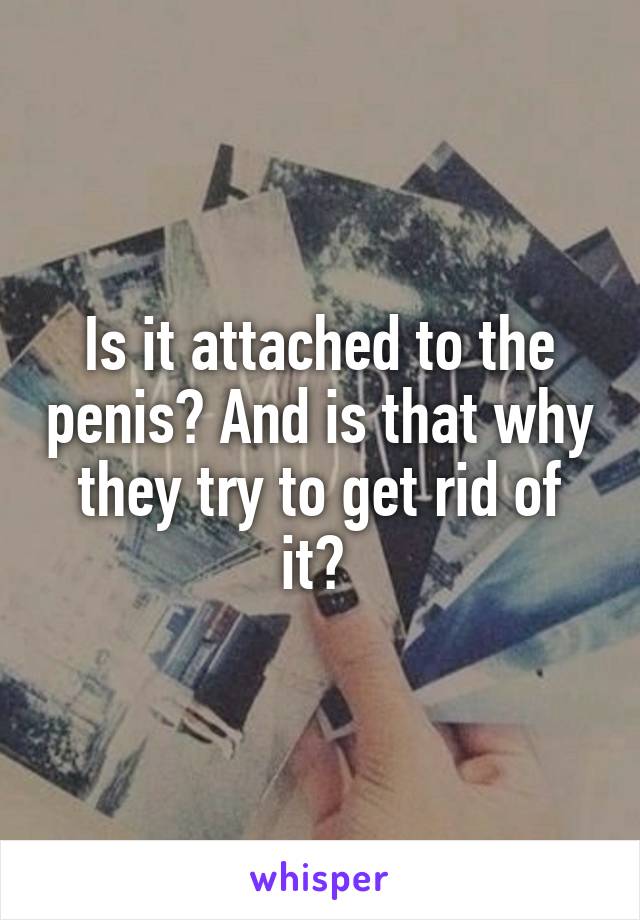 Is it attached to the penis? And is that why they try to get rid of it? 