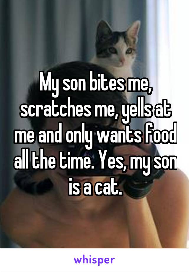 My son bites me, scratches me, yells at me and only wants food all the time. Yes, my son is a cat.