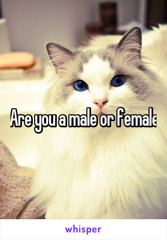 Are you a male or female