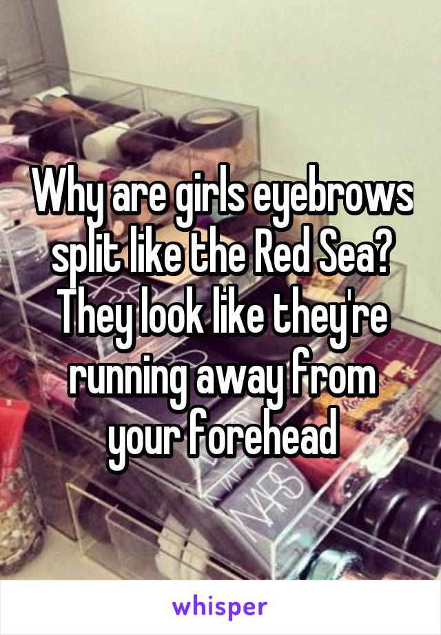 Why are girls eyebrows split like the Red Sea? They look like they're running away from your forehead