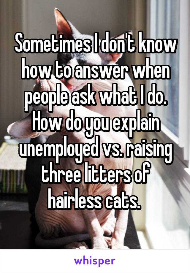 Sometimes I don't know how to answer when people ask what I do. How do you explain unemployed vs. raising three litters of hairless cats. 
