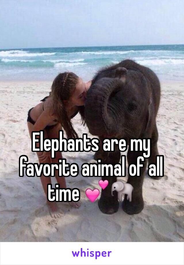 Elephants are my favorite animal of all time 💕🐘