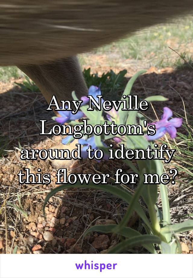 Any Neville Longbottom's around to identify this flower for me?