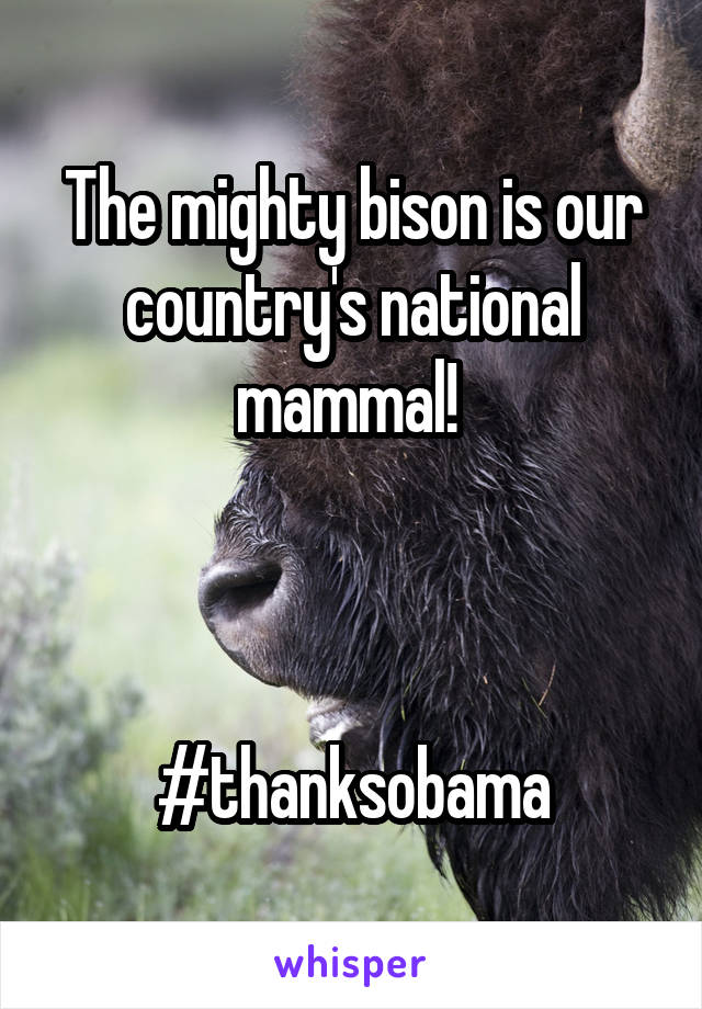 The mighty bison is our country's national mammal! 



#thanksobama