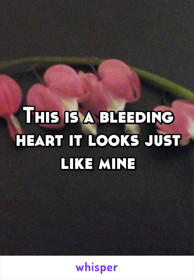 This is a bleeding heart it looks just like mine