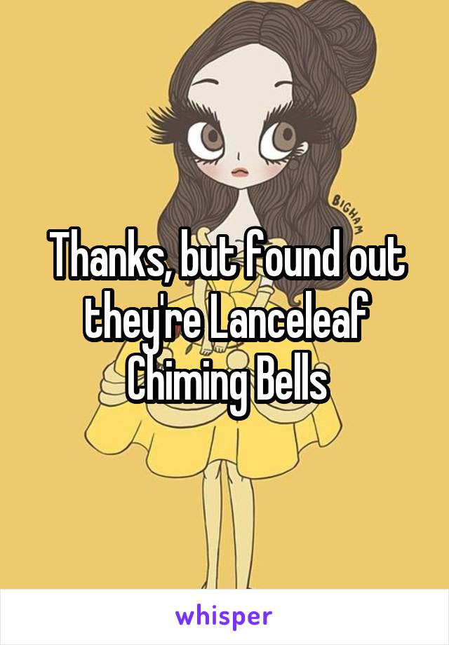 Thanks, but found out they're Lanceleaf Chiming Bells