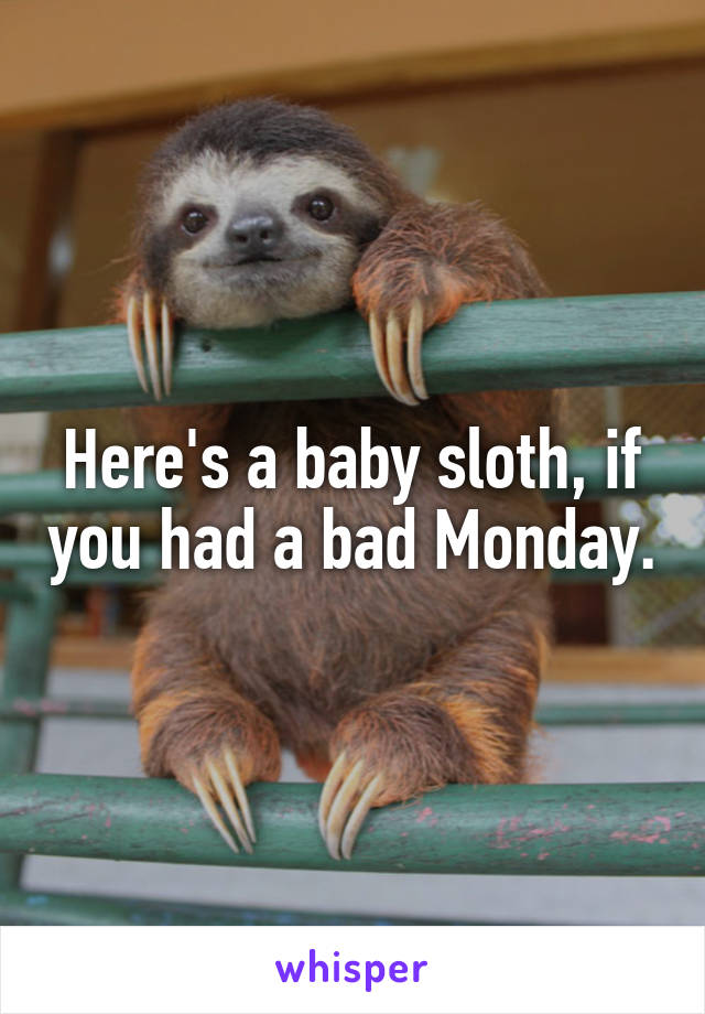 Here's a baby sloth, if you had a bad Monday.