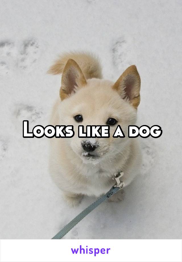 Looks like a dog