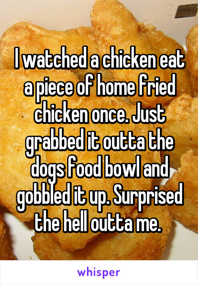 I watched a chicken eat a piece of home fried chicken once. Just grabbed it outta the dogs food bowl and gobbled it up. Surprised the hell outta me. 