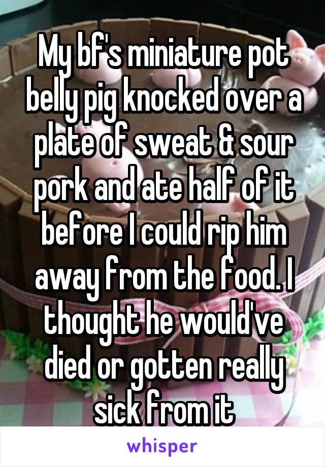 My bf's miniature pot belly pig knocked over a plate of sweat & sour pork and ate half of it before I could rip him away from the food. I thought he would've died or gotten really sick from it