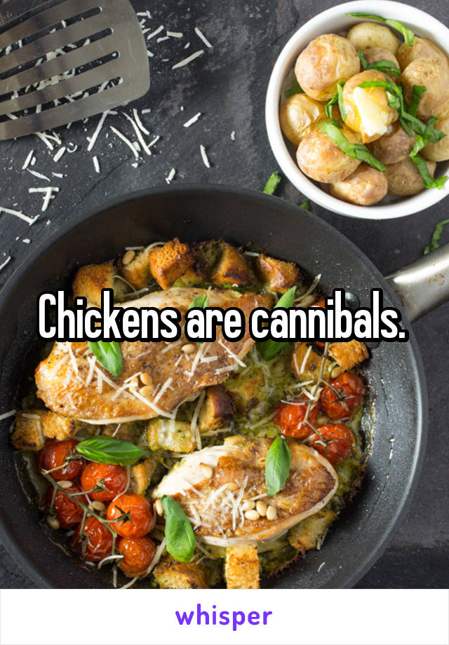 Chickens are cannibals. 