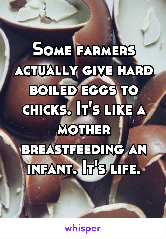 Some farmers actually give hard boiled eggs to chicks. It's like a mother breastfeeding an infant. It's life.
