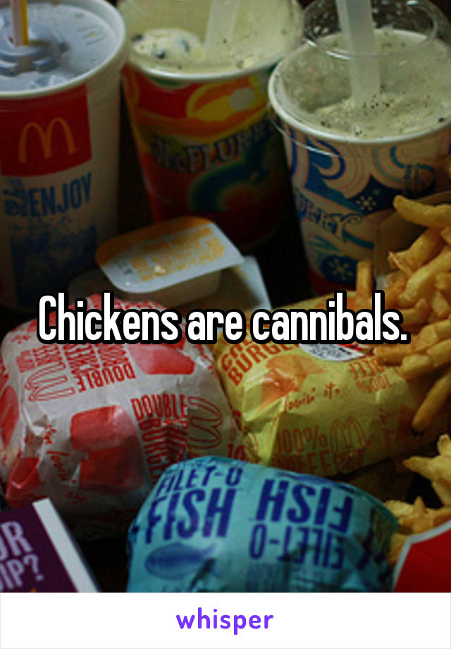 Chickens are cannibals. 