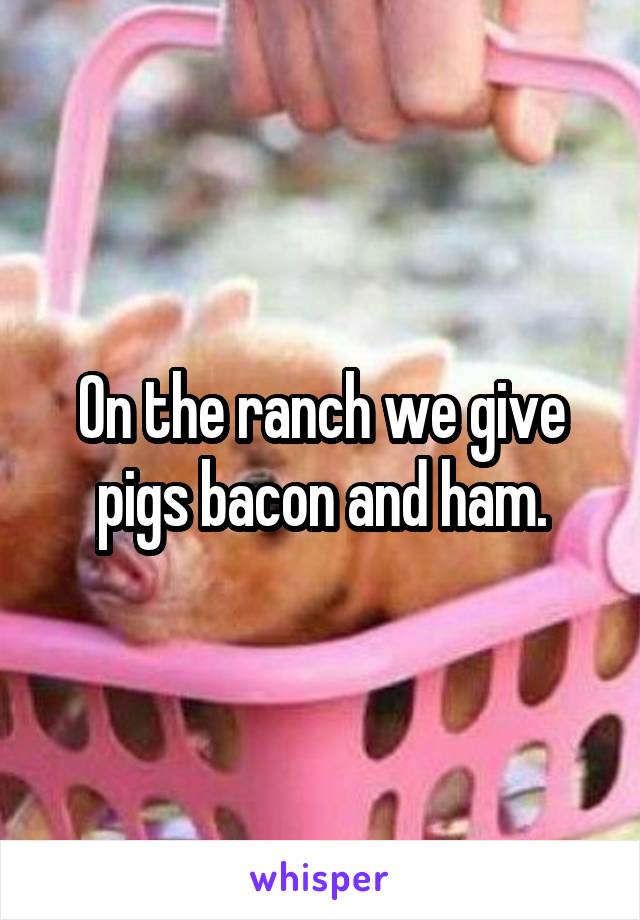 On the ranch we give pigs bacon and ham.