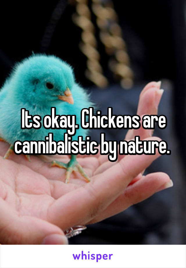 Its okay. Chickens are cannibalistic by nature. 