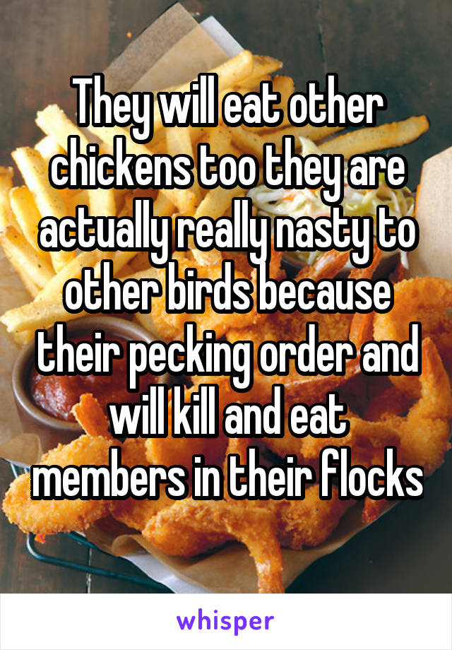 They will eat other chickens too they are actually really nasty to other birds because their pecking order and will kill and eat members in their flocks 