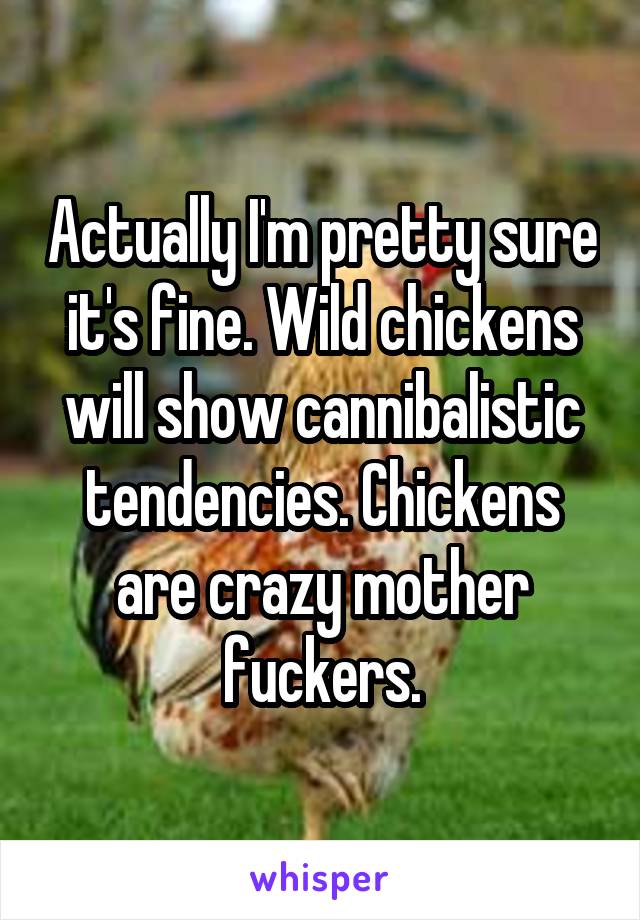 Actually I'm pretty sure it's fine. Wild chickens will show cannibalistic tendencies. Chickens are crazy mother fuckers.