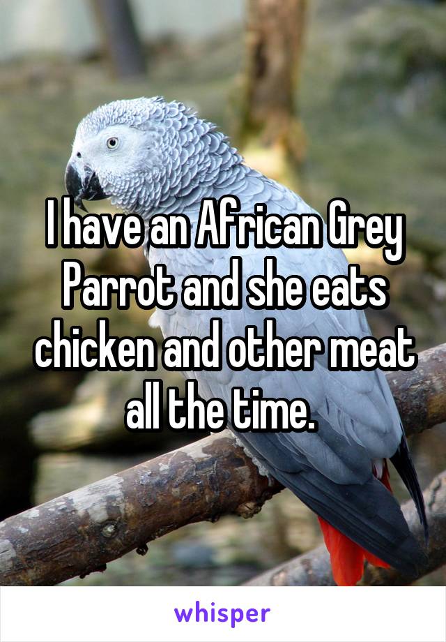 I have an African Grey Parrot and she eats chicken and other meat all the time. 