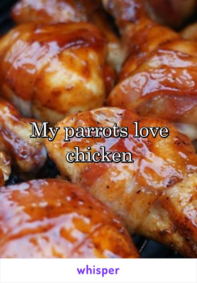 My parrots love chicken