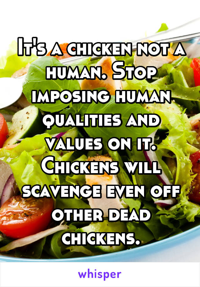 It's a chicken not a human. Stop imposing human qualities and values on it. Chickens will scavenge even off other dead chickens.