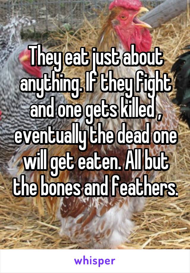 They eat just about anything. If they fight and one gets killed , eventually the dead one will get eaten. All but the bones and feathers. 