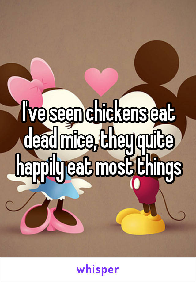 I've seen chickens eat dead mice, they quite happily eat most things