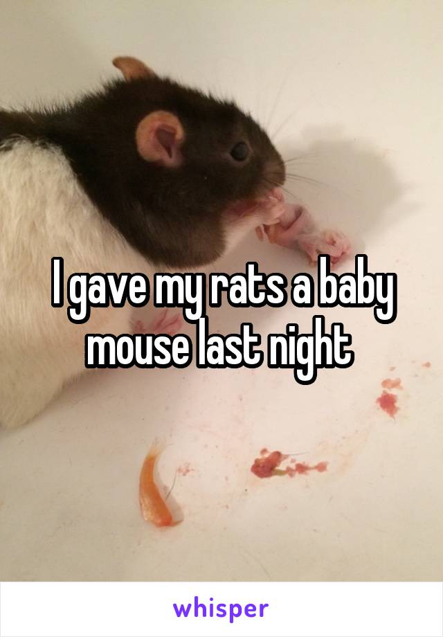 I gave my rats a baby mouse last night 